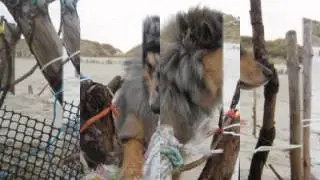 Pure Bailey auf Amrum