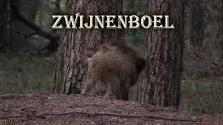 Zwijnenboel wildlife movie