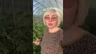 Томаты в теплице 