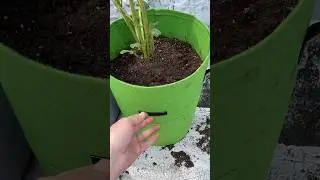 Brooklyn: planted potatoes on the roof 😮🥔 