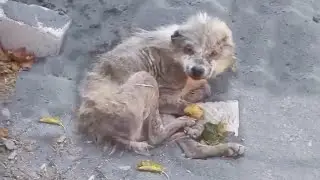 She Was Found Nearly Starved to Death and Completely Defeated