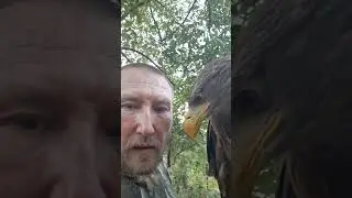Какую хищную птицу завести новичку ??? 🦅🦅🦅 #орланбелохвост