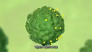 Activheal PHMB- איך החבישה פועלת