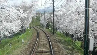 Аллея сакуры