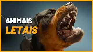 Caçadores Mortais: Descubra os Animais e Insetos Mais Perigosos do Planeta
