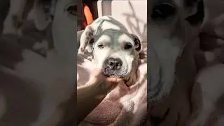 Меня постоянно спрашивают, что это за порода? 😂