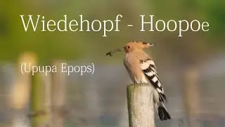 Wiedehopf - Hoopoe - Upupa Epops