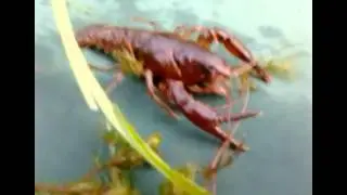 Рак на червя