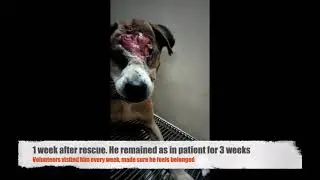 Rescue story of pup W maggot filled eye wound