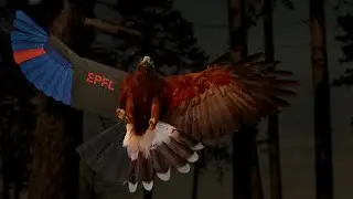 Agile perching maneuvers in birds and morphing-wing drones