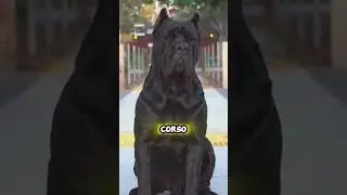 Things only Cane Corso owners understand!