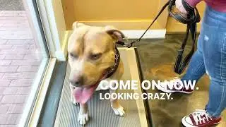 Micah, the American Pitbull