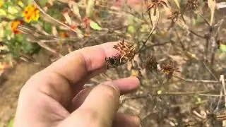 Vlog #2 octobre 2024 semis, plantation, taille, amendement au jardin