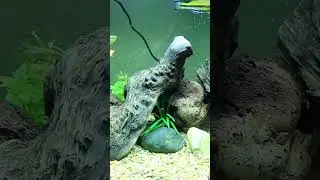 Fix Your Cloudy Aquarium Pt. 1 New Tank