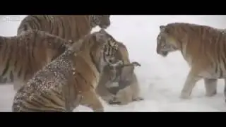 Растолстевшие тигры охотятся на дрон.