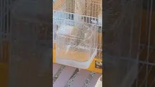 Zebra finches taking a bath in their new water tub! 2022 - 4K