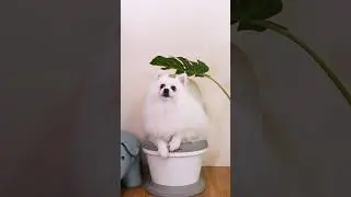 Nico: Turn your mother into toilet paper#nico #smartnico #funny #pets #dog