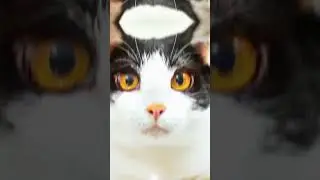Иглоцапка|Эдит|Коты воители.
