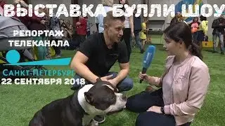 Выставка Американских Булли АBKC в Санкт-Петербурге 22.09.2018. Репортаж т/к  