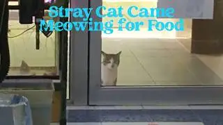 Cat came calling