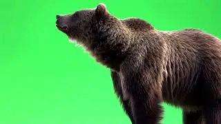 Bear Standing on Hind Legs Green Screen Effect 