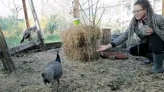 Объединение павлинов.