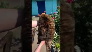 Котошмель