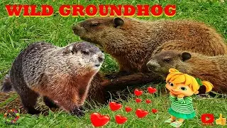 WILD GROUNDHOG