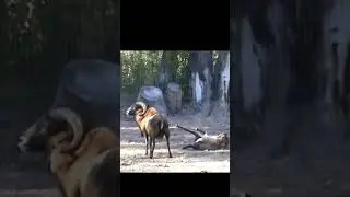Шуток не понимаешь? Смешная озвучка