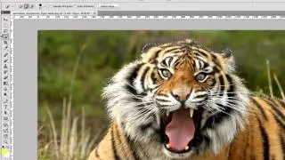 06 Basic Photoshop Tutorial: Refine Edge