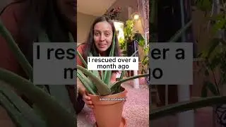 When do I water my aloe plant? 