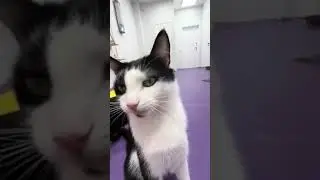 chipi chipi chapa chapa 