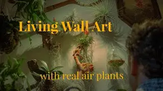 Creating a Living Wall with Air Plants | Easy Tillandsia Display