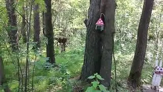 Песня о счастье