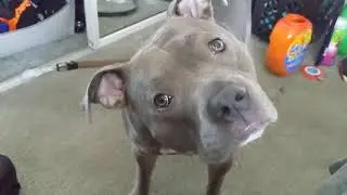 Pitbull Talks And Argues About His Bone Then Gives Attitude To Play With His Toy