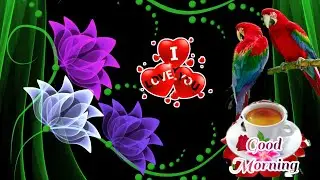 Good Morning Status Video WhatsApp Status Video Good Morning