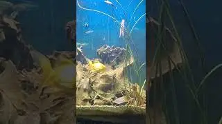 Fish destroying my plants