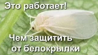 Спасаю Капусту! Эти средства помогут избавиться от белокрылки и защитить  капусту