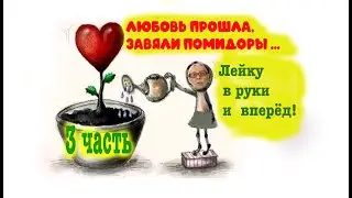 3 часть Любовь прошла, завяли помидоры... Лейку в руки и вперед!