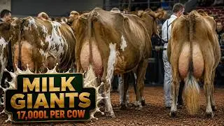Top 8 Dairy Cattle Breeds İn the World