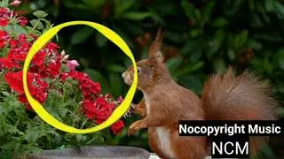 ASHUTOSH - Hawaii  free music ( NoCopyright Music NCM) Best 10