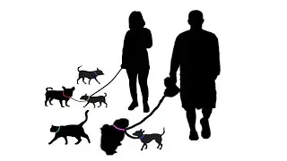 Shadow Pet Walk (Part 1)