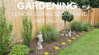 Gardening| Planting a Lemon Coral Sedum and Petunia Border