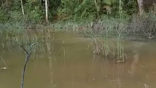 iwak paritan