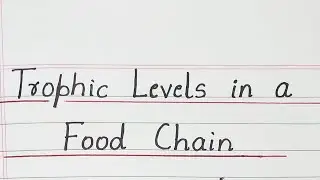 Trophic Levels in a Food Chain