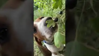 У нас Ричч любит чёрную смородину 😄