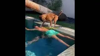 Broma a un Perro