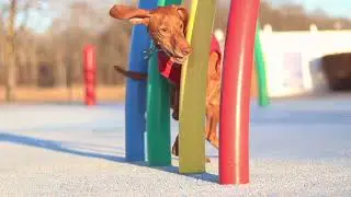 Jersey the Vizsla - January 2020
