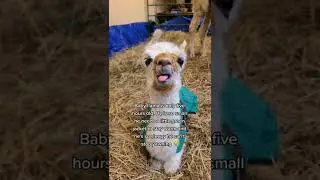 Baby Llama Yawning tiktok fearsupply