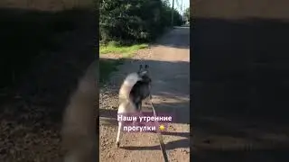#жизньссобакой